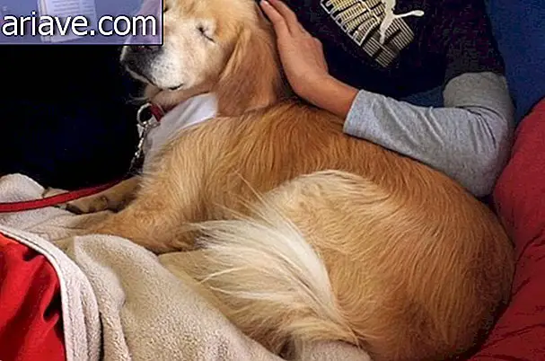 Niesamowita historia psa bez oczu, który został psem terapeutą