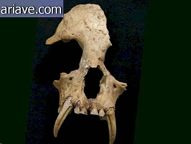 Gibbon Skull