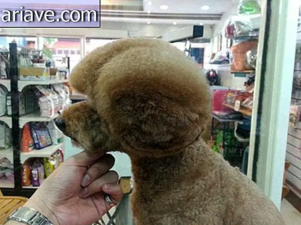 Нова мода на Тајвану је шишање животиња геометријских облика