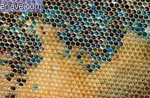 Lebah 'makan' M&M dan menghasilkan madu berwarna-warni