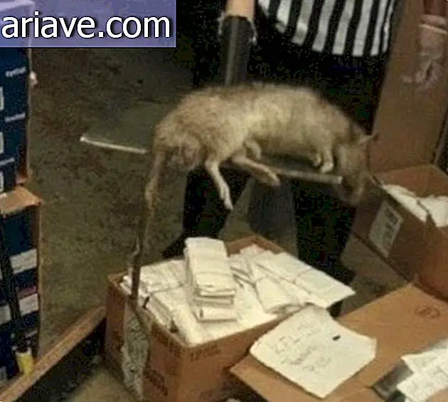 Rat trouvé dans un magasin de chaussures à New York