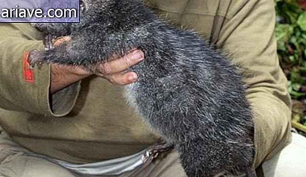 1, 5 kg Ratte in Indonesien gefunden