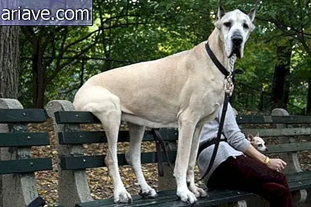 Diese 17 Bilder lustiger sitzender Hunde werden Ihren Tag bereichern