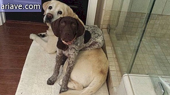 Diese 17 Bilder lustiger sitzender Hunde werden Ihren Tag bereichern