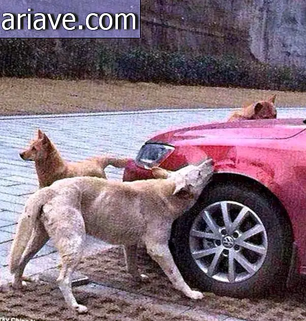 Правосуддя щодо тварин: Собака відвернулася назад та зграєю, щоб знищити автомобіль злочинця