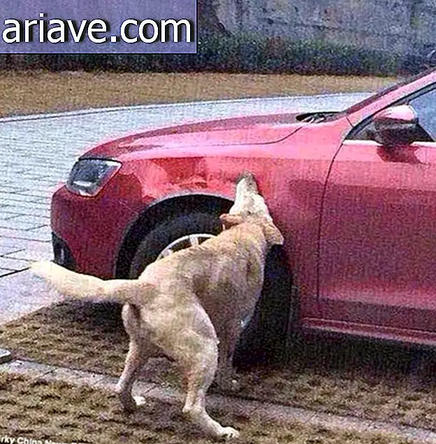 Animal Justice: hund sparket tilbage med flok for at ødelægge lovovertræderens bil