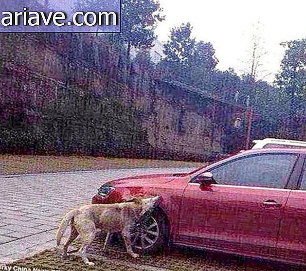 Justicia animal: perro devuelto con bandada para destruir el auto del delincuente