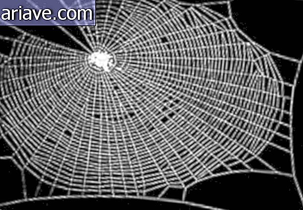Netz produziert von der nüchternen Spinne