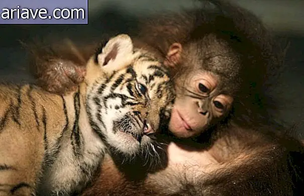 Да ли сте знали да и животиње усвајају друге кућне љубимце?
