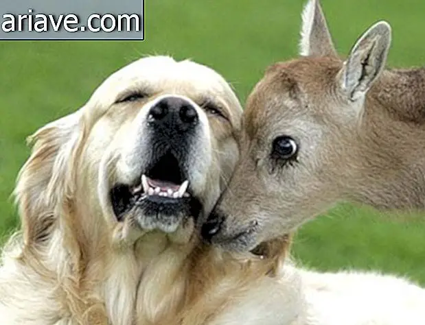 Да ли сте знали да и животиње усвајају друге кућне љубимце?
