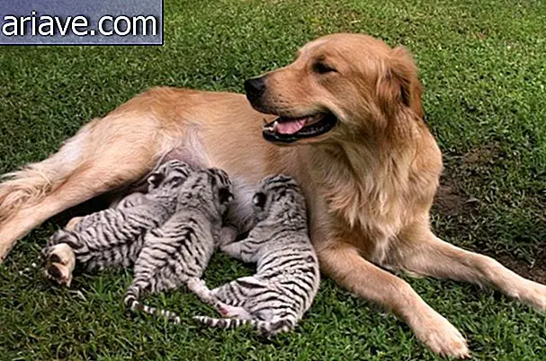 ¿Sabías que los animales también adoptan otras mascotas?
