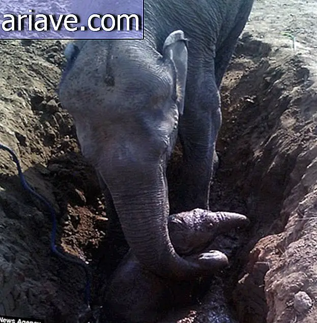 Elephant mom stays for 11 hours trying to rescue her baby from the mud [video]