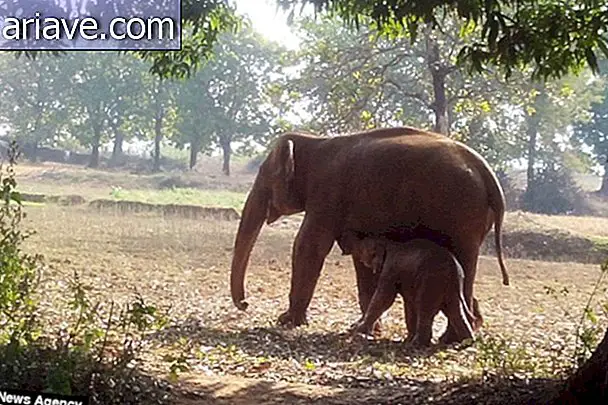 Mama slona ostaja 11 ur in poskuša rešiti otroka iz blata [video]