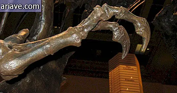 Tyrannosaurus Claws