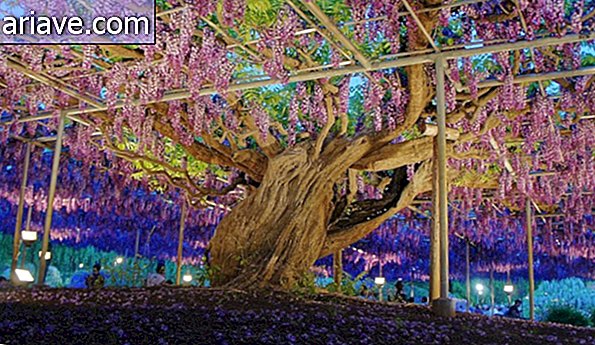 Meet the 100-year-old vine that enchants in a park in Japan