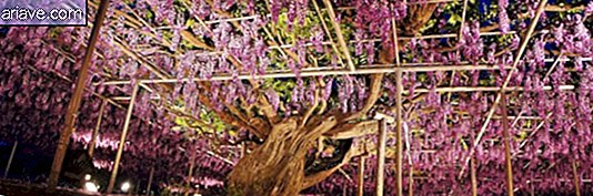 Зустріньте 100-річну лозу, яка зачаровує у парку в Японії