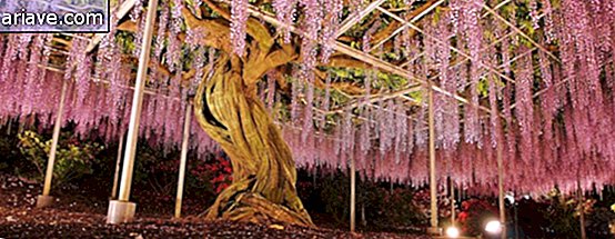 Møt den 100 år gamle vintreet som fortryller i en park i Japan