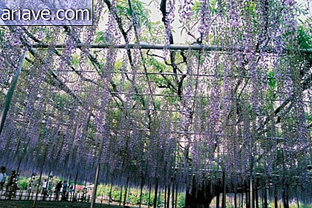 Tutvuge saja-aastase viinapuuga, mis Jaapani pargis võlub