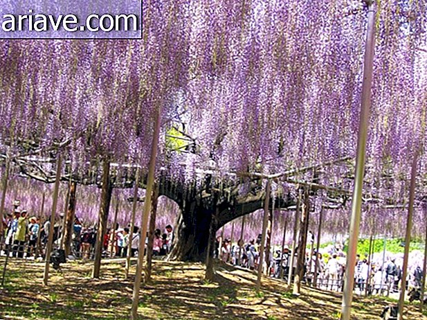 Incontra la vite centenaria che incanta in un parco in Giappone