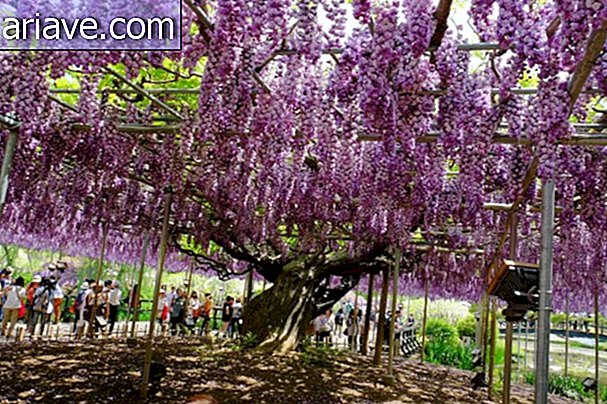 Зустріньте 100-річну лозу, яка зачаровує у парку в Японії