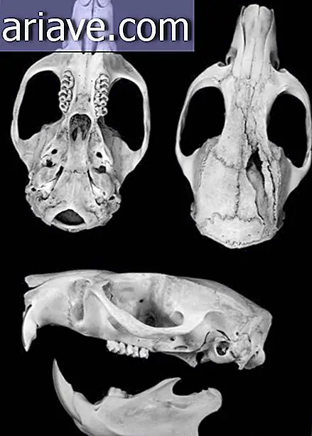 Cráneo de rata gigante