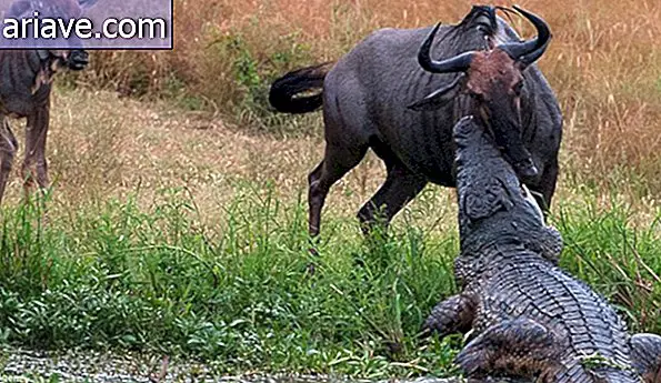 Удивительно: смотрите фотографии битвы между бегемотом, крокодилом и антилопой гну