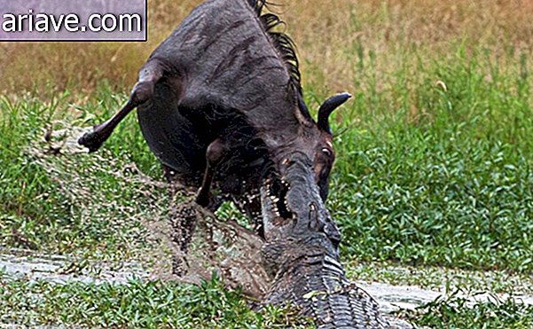 Amazing: See photos of the battle between a hippo, a crocodile and a wildebeest