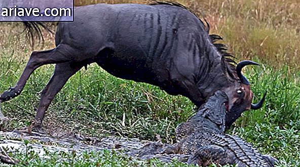 Asombroso: vea fotos de la batalla entre un hipopótamo, un cocodrilo y un ñu