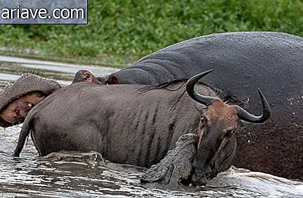 Uimitor: a se vedea fotografiile bătăliei dintre un hipopotam, un crocodil și un firicel