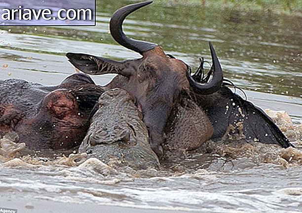 Erstaunlich: Sehen Sie Fotos von der Schlacht zwischen einem Flusspferd, einem Krokodil und einem Gnu