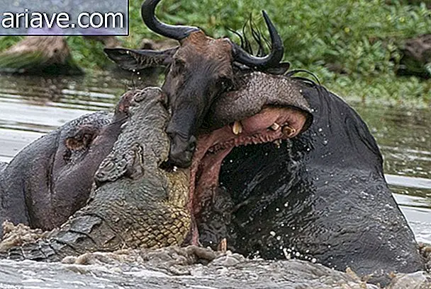 Asombroso: vea fotos de la batalla entre un hipopótamo, un cocodrilo y un ñu
