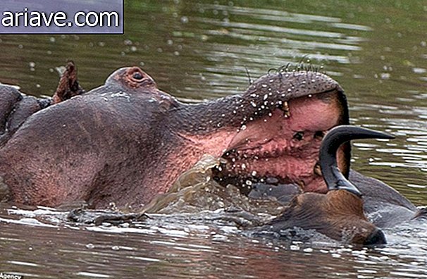 Neverjetno: Oglejte si fotografije bitke med povodnim konjem, krokodilom in divolomi