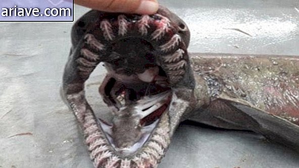 Snake shark's mouth