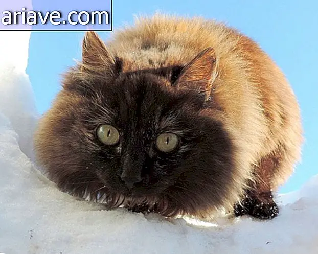 Tämä siperialainen kissatila herättää tunteita