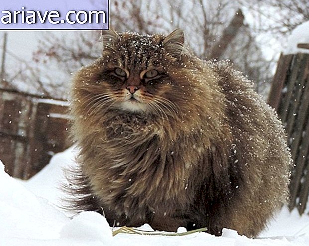 Bu Sibirya kedisi çiftliği duygularınızı harekete geçirecek