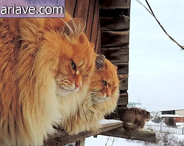 Deze Siberische kattenboerderij zal je gevoelens prikkelen