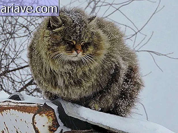 Bu Sibirya kedisi çiftliği duygularınızı harekete geçirecek