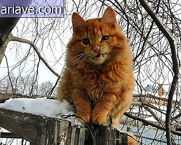 Diese sibirische Katzenfarm wird Ihre Gefühle wecken