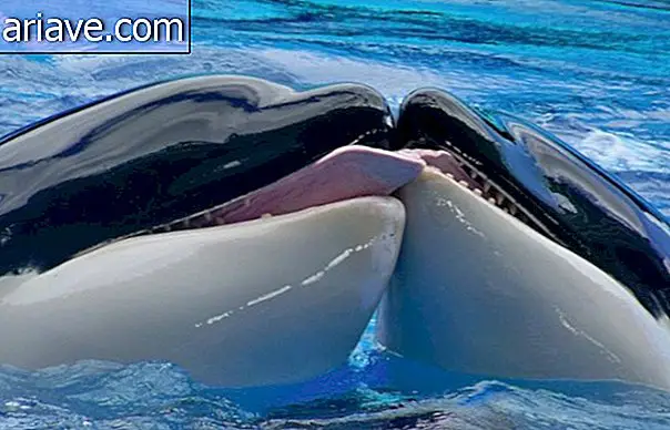 kardszárnyú delfin