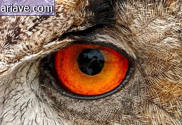 Los ojos más impresionantes del reino animal [galería]