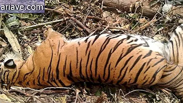 Harimau betina mati