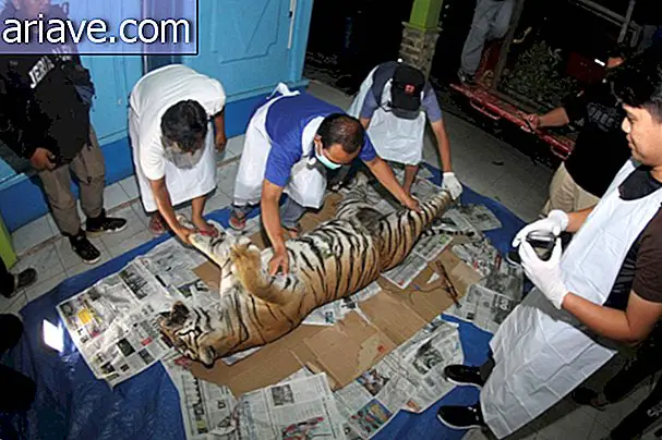 Pemeriksaan pada harimau yang mati