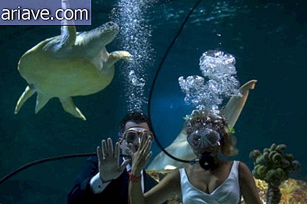 Amíg egy cápa elválasztja őket? Spanyol pár férjhez menni trópusi akváriumban