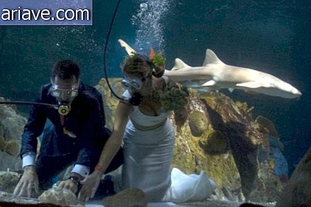 Amíg egy cápa elválasztja őket? Spanyol pár férjhez menni trópusi akváriumban