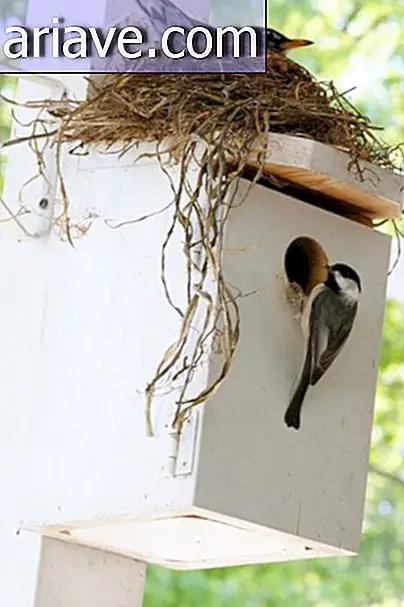 Arquitectos de la naturaleza: 25 nidos hechos en lugares inusuales