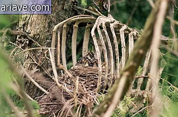 Nature Architects: 25 nests made in unusual places