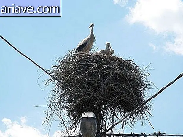 Arquitectos de la naturaleza: 25 nidos hechos en lugares inusuales