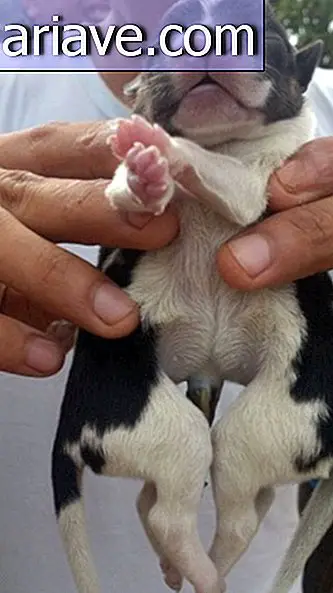 Câine cu opt picioare, născut pe mica insulă Pacific