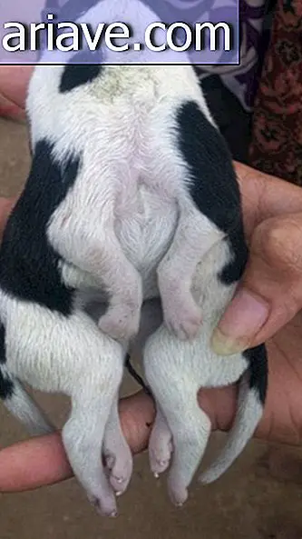 Câine cu opt picioare, născut pe mica insulă Pacific