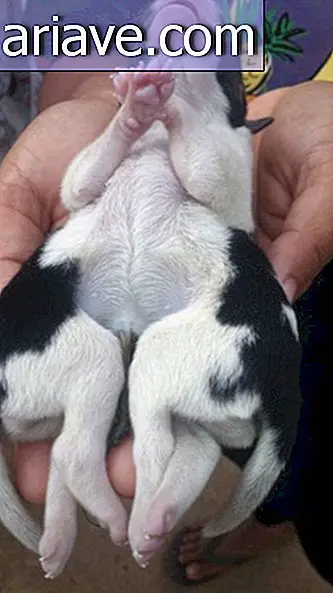Eight-legged dog born on small Pacific Island